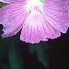 Lavatera thuringiaca, flowers
