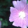 Lavatera thuringiaca, flowers