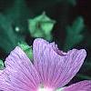 Lavatera thuringiaca, flowers