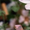 Lavatera 'White Satin', flowers