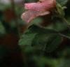 Lavatera 'White Satin', flowers