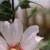 Lavatera 'White Satin', flowers