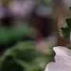 Lavatera 'White Satin', flowers