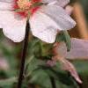 Lavatera 'White Satin', flowers