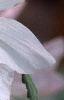 Lavatera 'White Satin', flowers