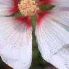 Lavatera 'White Satin', flowers
