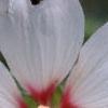 Lavatera 'White Satin', flowers