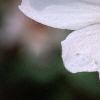 Lavatera 'White Satin', flowers