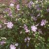 Malva alcea 'Fastigiata', habit