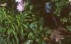 Malva alcea 'Fastigiata', habit