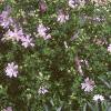 Malva alcea 'Fastigiata', habit