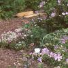 Malva alcea 'Fastigiata', habit