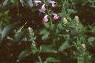 Malva alcea 'Fastigiata', habit