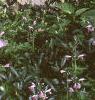 Malva alcea 'Fastigiata', habit