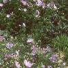 Malva alcea 'Fastigiata', habit