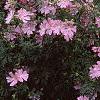 Malva alcea 'Fastigiata', habit