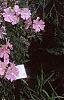 Malva alcea 'Fastigiata', habit