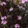 Malva alcea 'Fastigiata', habit