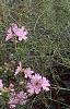 Malva alcea 'Fastigiata', habit