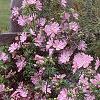 Malva alcea 'Fastigiata', habit