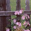 Malva alcea 'Fastigiata', habit