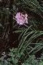 Malva alcea 'Fastigiata', habit