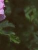 Malva alcea 'Fastigiata', flowers