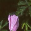 Malva alcea 'Fastigiata', flowers