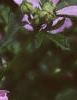Malva alcea 'Fastigiata', flowers