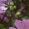 Malva alcea 'Fastigiata', flowers