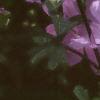 Malva alcea 'Fastigiata', flowers