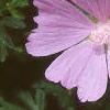 Malva alcea 'Fastigiata', flowers