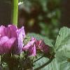 Malva sylvestris, flowers
