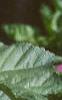 Malva sylvestris, flowers