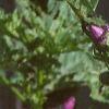 Malva sylvestris, flowers