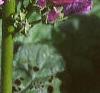 Malva sylvestris, flowers