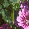 Malva sylvestris, flowers