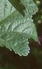 Malva sylvestris, flowers