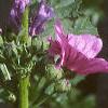 Malva sylvestris, flowers