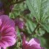 Malva sylvestris, flowers