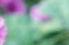 Malva sylvestris, flowers