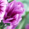 Malva sylvestris, flowers