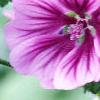 Malva sylvestris, flowers