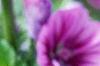 Malva sylvestris, flowers