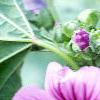 Malva sylvestris, flowers