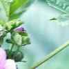 Malva sylvestris, flowers