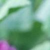 Malva sylvestris, flowers