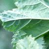 Malva sylvestris, flowers