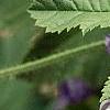 Malva sylvestris 'Primley Blue', flowers