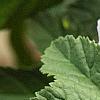 Malva sylvestris 'Primley Blue', flowers